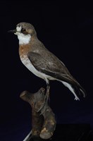 藏品(鐵嘴鴴)的圖片